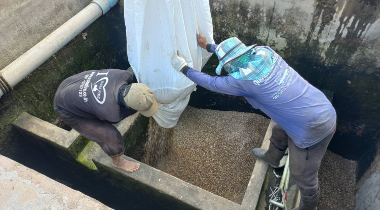 วันที่ 7 กุมภาพันธ์ 2567 นายชัยรัตน์ กิตติหิรัญวัฒน์ นายกเทศมนตรีตำบลตลาดแค มอบหมายให้เจ้าหน้าที่เทศบาลตำบลตลาดแคดำเนินการเปลี่ยนถ่ายกรวด หิน ทราย สำหรับกรองน้ำประปา เพื่อให้น้ำประปาใสสะอาด ปราศจากเชื้อโรค