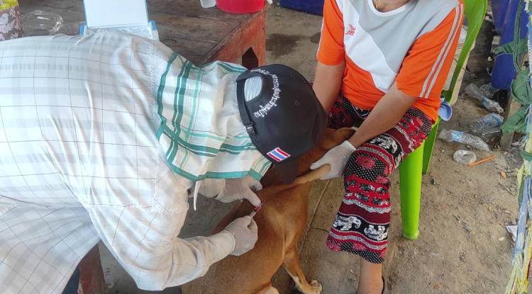 วันที่ 26 เมษายน 2566 นายชัยรัตน์ กิตติหิรัญวัฒน์ นายกเทศมนตรีตำบลตลาดแค มอบหมายให้เจ้าหน้าที่เทศบาลตำบลตลาดแคร่วมกับอาสาสมัครปศุสัตว์ชุมชน ลงพื้นที่ฉีดซีนป้องกันพิษสุนัขบ้า ตามโครงการสัตว์ปลอดโรค คนปลอดภัย จากโรคพิษสุนัขบ้า  ตามพระปณิธานของ ศาสตราจารย์ ดร.สมเด็จพระเจ้าลูกเธอ เจ้าฟ้าจุฬาภรณ์วลัยลักษณ์ อัครราชกุมารี กรมพระศรีสวางควัฒน วรขัตติยราชนารี ประจำปีงบประมาณ 2567 ระหว่างเดือนเมษายน - พฤษภาคม 2567 ณ ชุมชนโนนพิมาน หมู่ 12 อำเภอโนนสูง จังหวัดนครราชสีมา